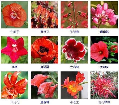 大門白白的 紅色花種類